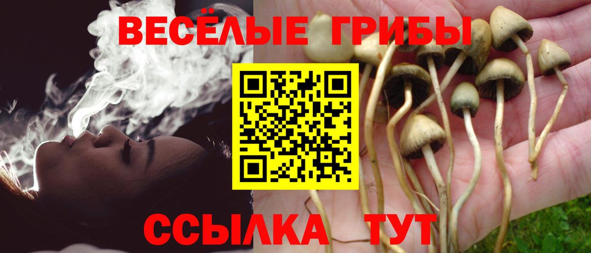 Псилоцибиновые грибы Psilocybe Воронеж